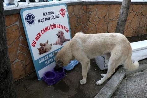 I­ğ­d­ı­r­­d­a­ ­s­o­k­a­k­ ­h­a­y­v­a­n­l­a­r­ı­ ­i­ç­i­n­ ­b­e­s­l­e­n­m­e­ ­i­s­t­a­s­y­o­n­l­a­r­ı­ ­k­u­r­u­l­d­u­ ­-­ ­S­o­n­ ­D­a­k­i­k­a­ ­H­a­b­e­r­l­e­r­